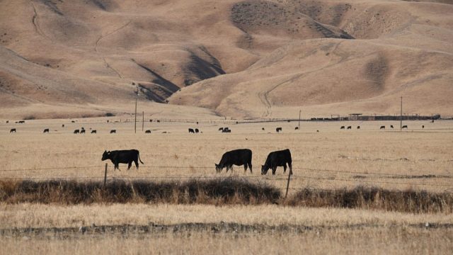 Cows graze in a dry landscape in Grapevine, Calif., at the southern end of the San Joaquin Valley on July 23, 2021.