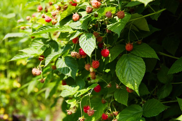 Raspberries on a bush