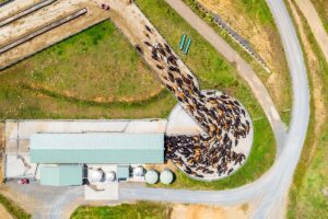An aerial view showing a herd of dairy cows entering a cowshed for milking on a farm (iStock)