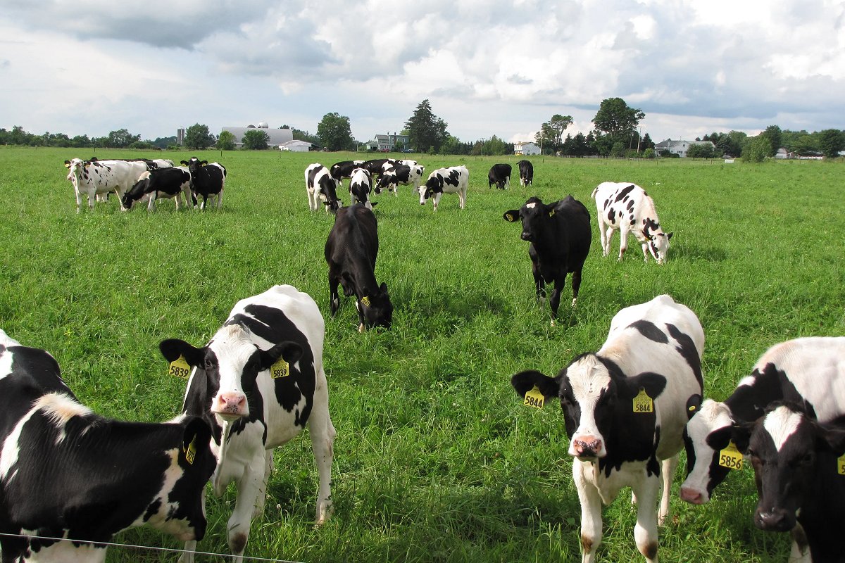 Calves grazing (Cornell Small Farms Program) https://smallfarms.cornell.edu/2020/01/usda-puts-northeast-organic-dairies-at-a-disadvantage/