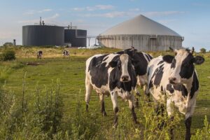Cows in foreground of bio gas installation (iStock)