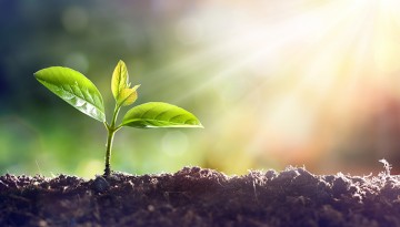 Seedling grows in soil with sunlight