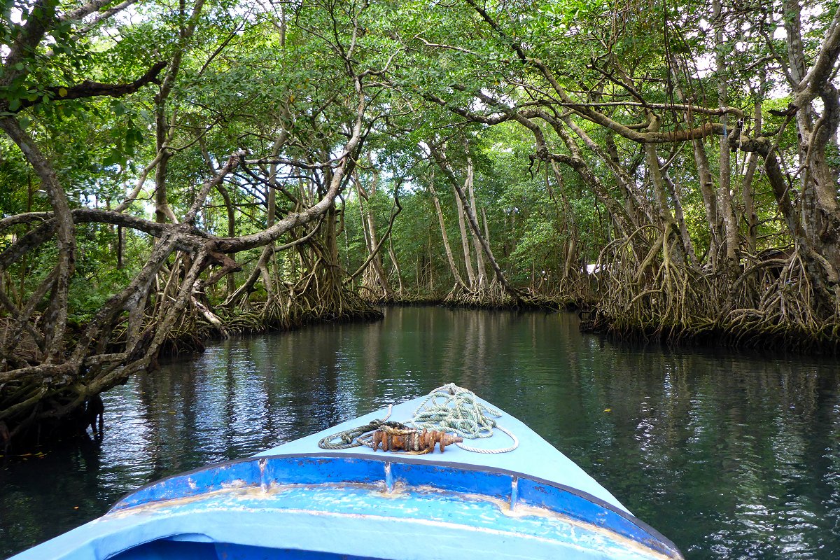 Mangrove Forest, Swamp, and Kayak in Laguna Gri Gri, Dominican Republic (iStock)