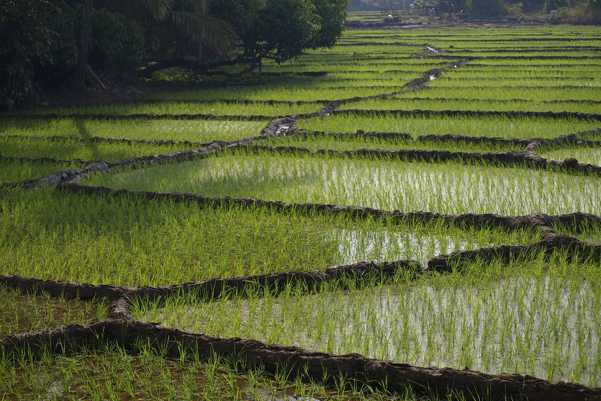 Rice Paddy Field in Angonda, Goa, India