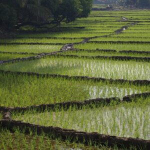Rice Paddy Field in Angonda, Goa, India