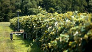 PhytoPatholoBot patrols vineyards, capturing high-resolution physiological data to power next-day decisions.