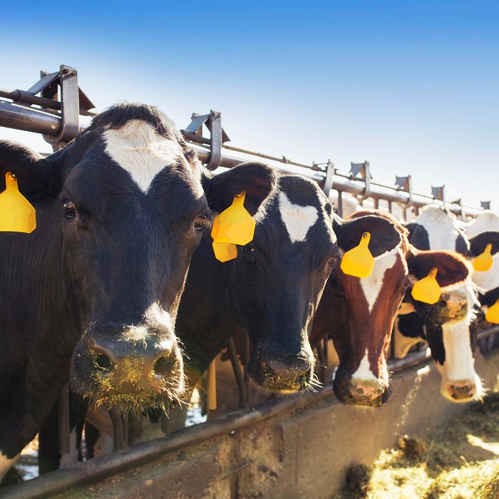 Cows at feeding trough