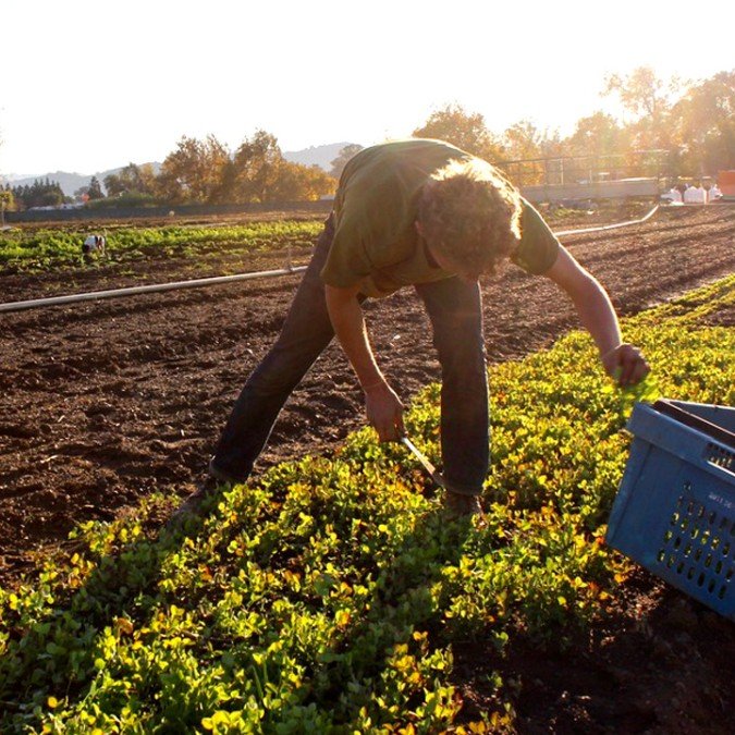 Small-scale California farmer harvests mixed salad greens
