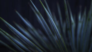 plants in low light