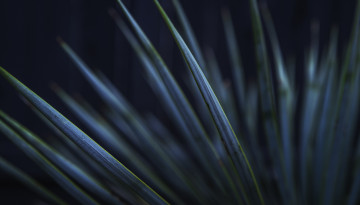 plants in low light