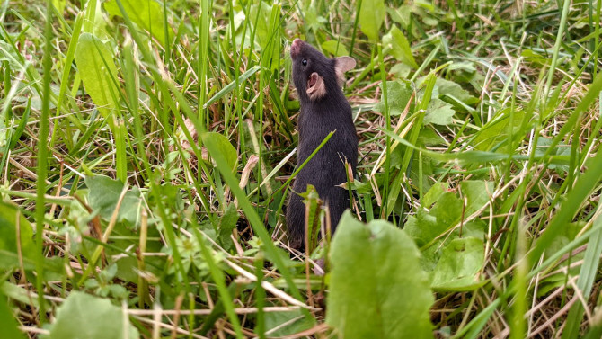 When researchers "rewilded" lab mice to large, enclosed fields, even well-established anxieties in the mice disappeared.