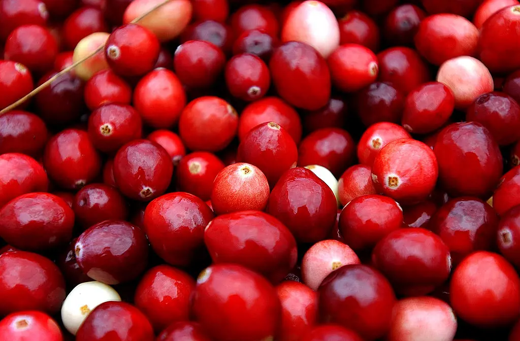 Rising global temperatures can impact cranberry production. Darren McCollester—Getty Images