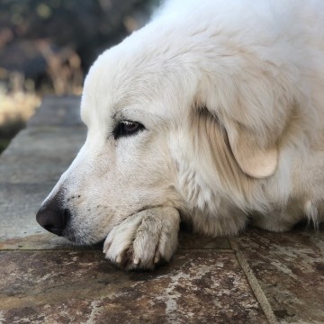 Stella the dog.Flambeaux Vineyards