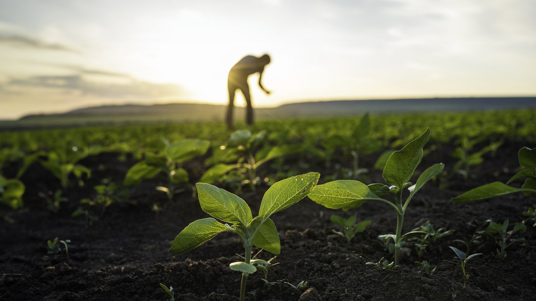 Farmer in field with seedlings in the forefront (iStock)