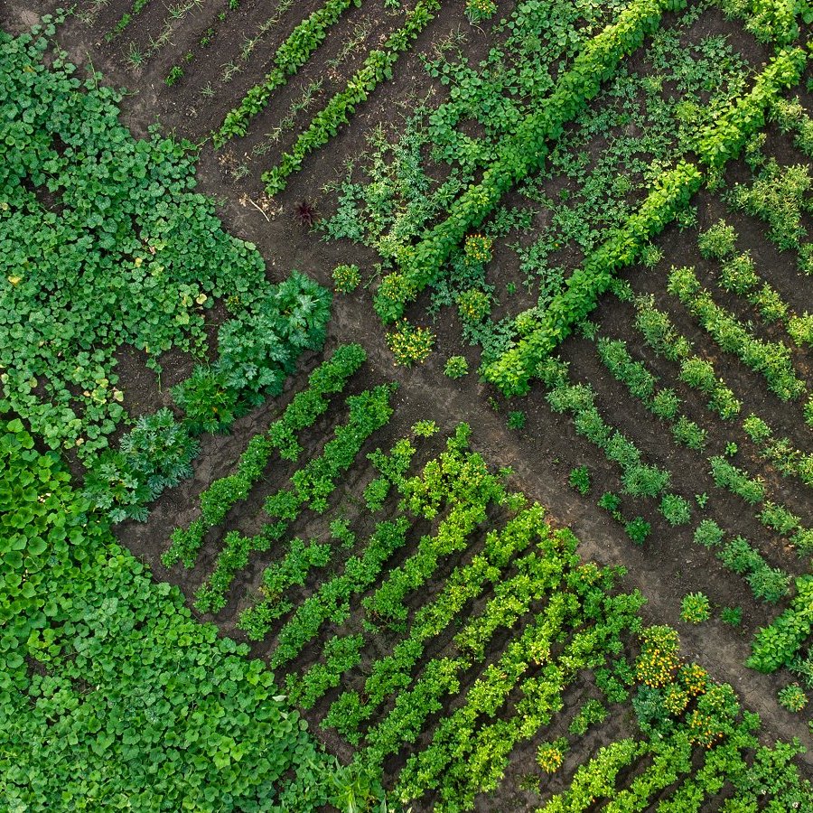 Aerial view of green vegetable garden, with various plantings and furrow directions (iStock)