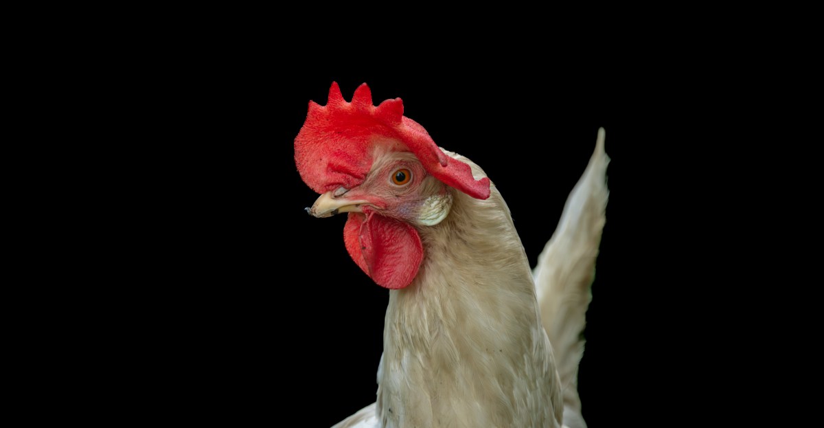 Bird flu is surging again on US poultry operations this fall, leading to the culling of 7.3 million birds since early September. Leon Neal/Getty Images