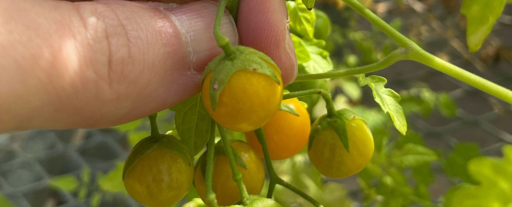 Tomatoes from the Galapagos islands. (Adam Jozwiak/UC Riverside)