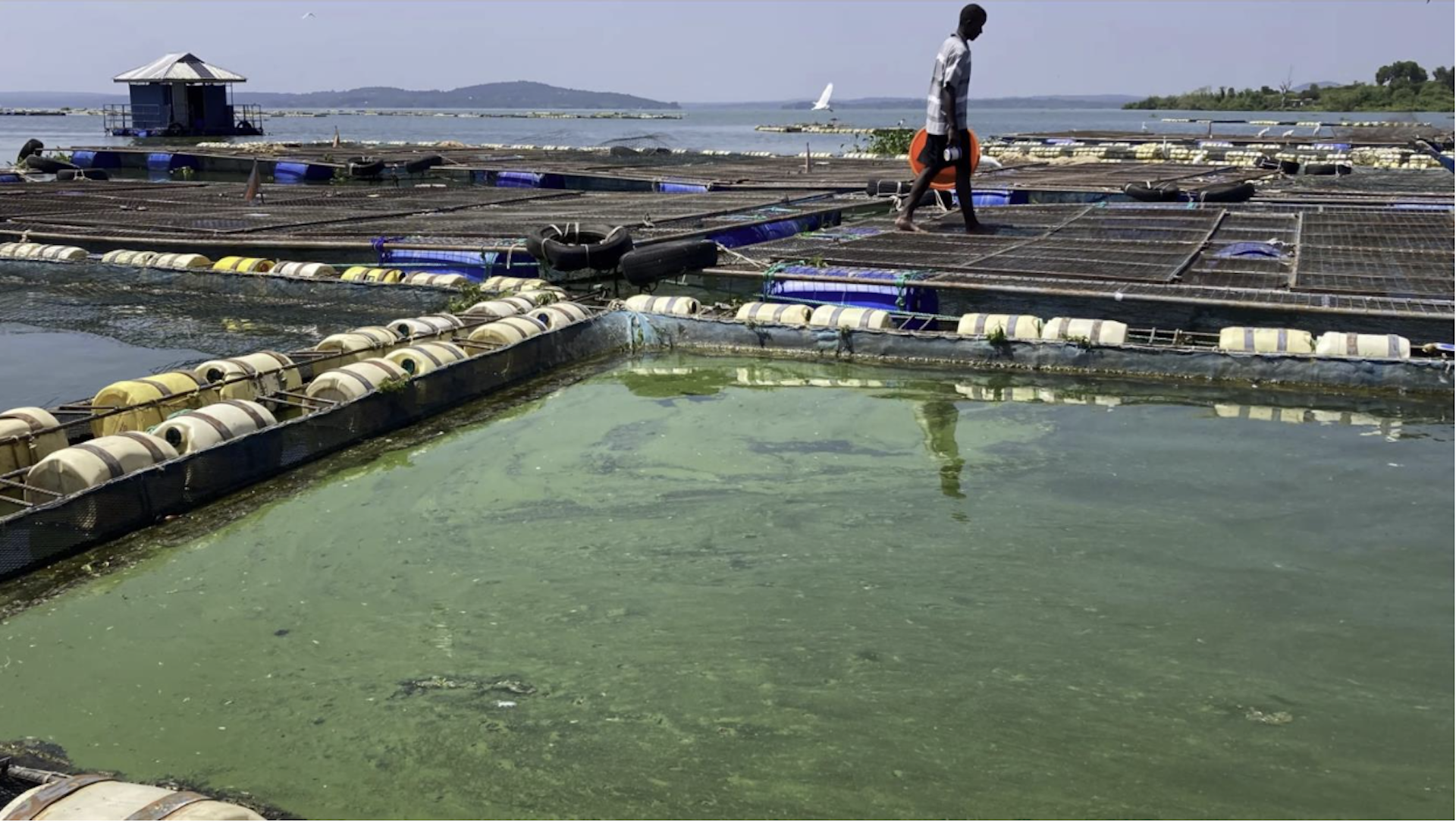 Algal bloom at small-scale fish farming cage site in Siaya County, Lake Victoria, western Kenya. Eric Teplitz , Author provided (no reuse)