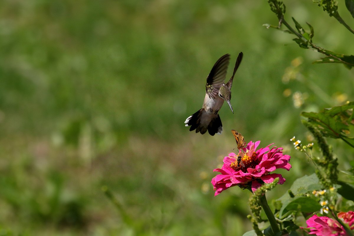 A hummingbird swoops toward a zinnia flower already occupied with a fiery skipper butterfly and a bee. (iStock)