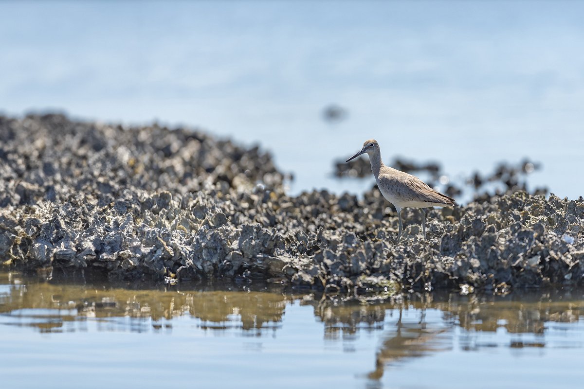 Willet walking on oyster bed in Florida (iStock)