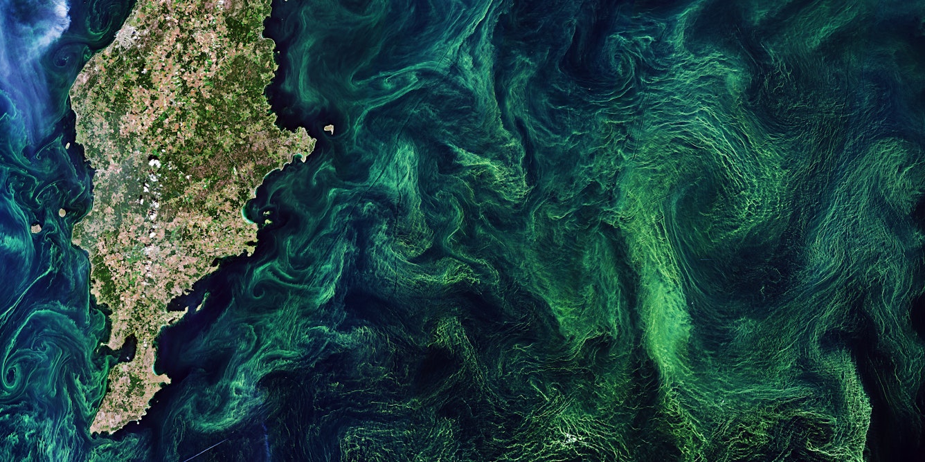 Phytoplankton blooms, seen by satellite in the Baltic Sea, pull carbon dioxide out of the atmosphere. (European Space Agency via Flickr, CC BY-SA)