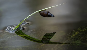 Snail climbing a plant stem in the water