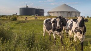 Cows in a field in front of grain silos