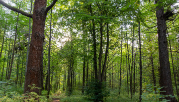 A forest in spring