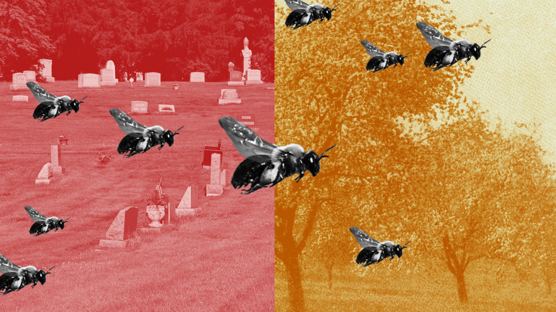 Illustration of wild bees flying around a graveyard
