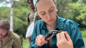 Grad student Leah Crenshaw measures the bill of a white-throated spadebill